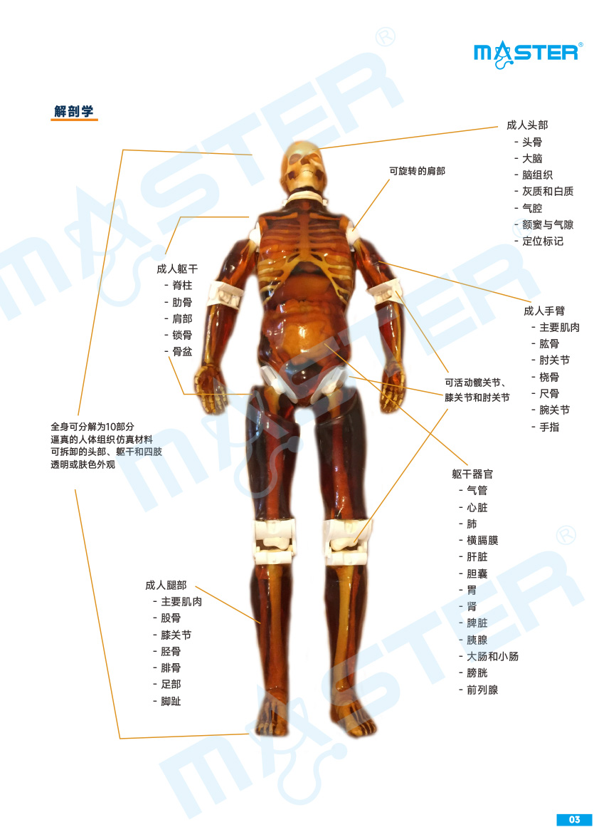 True Phantom Solutions 影像學檢查模擬人彩頁官網(wǎng)-3.jpg